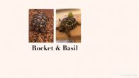 Rehomed...Hermanns : Both looking to be female approx 5 years old(Rocket & Basil)